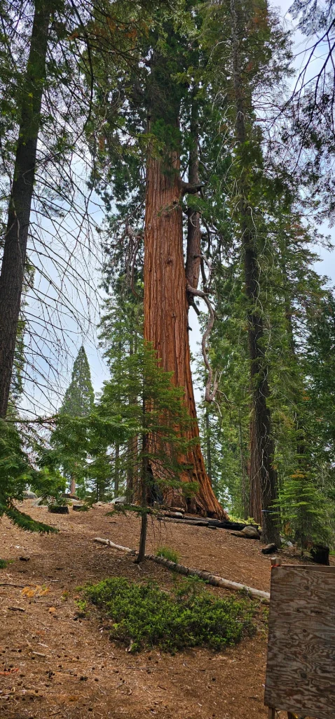 Sequoia trees Trail of 100 giants