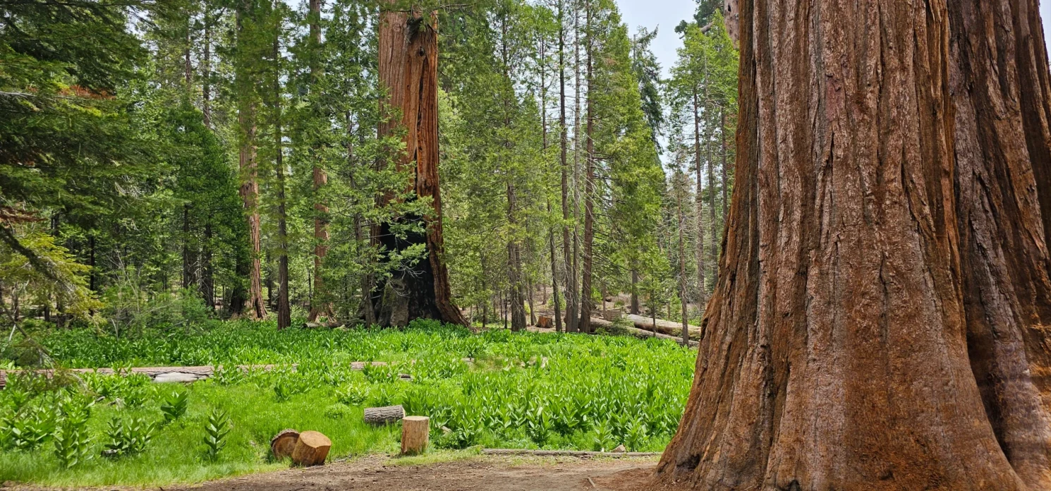 Meadow and Sequoia trees Trail of 100 giants