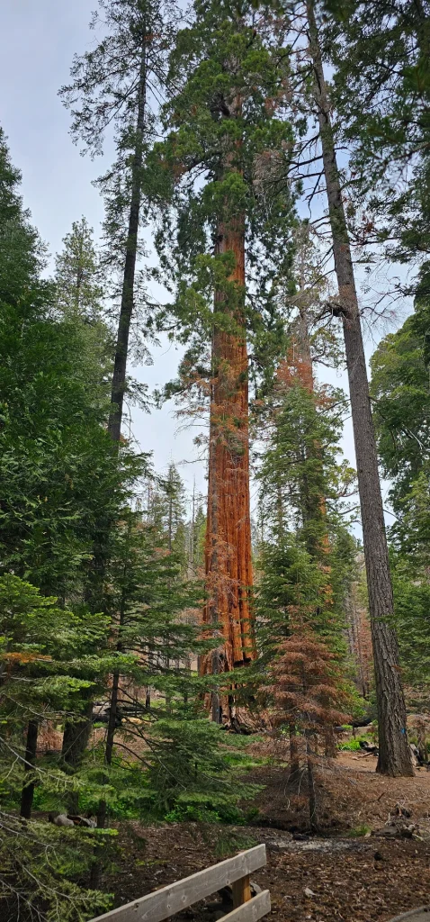 Sequoia trees Trail of 100 giants