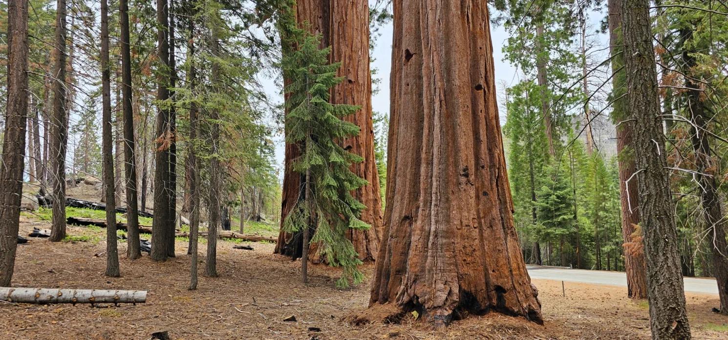 Sequoia trees Trail of 100 giants