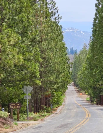 Sequoia Trail of 100 giants Western divide Highway
