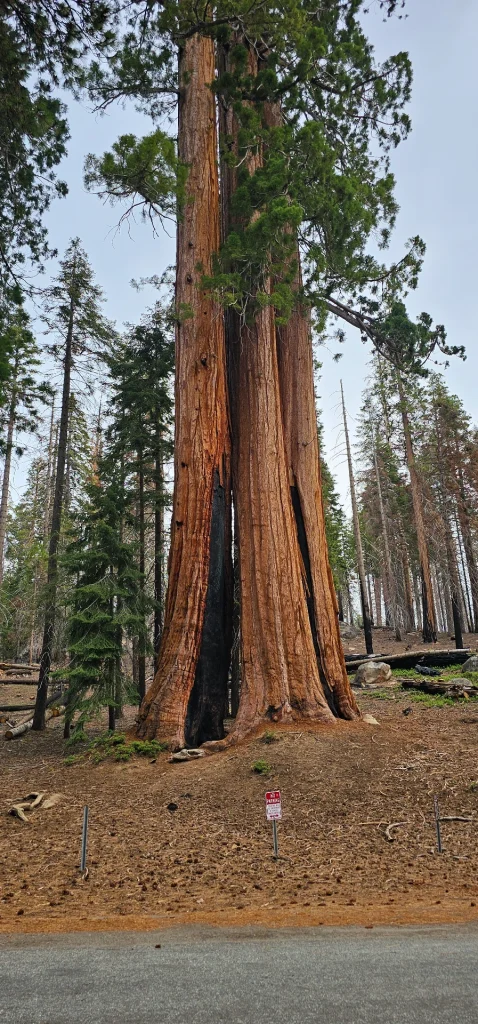 Sequoia trees Trail of 100 giants