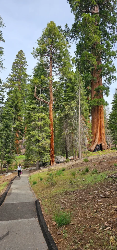 Sequoia trees Trail of 100 giants