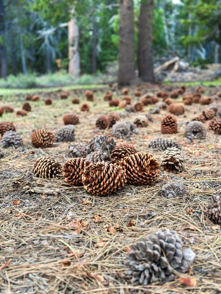 pinecones on ground