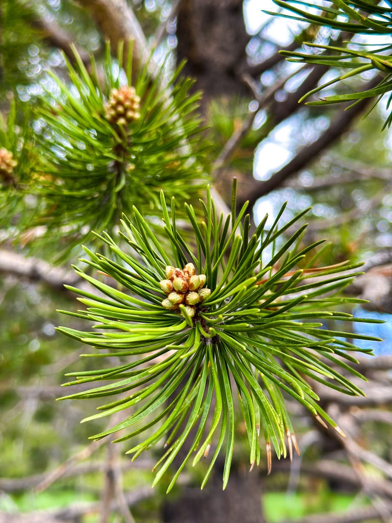 Pine tree needles