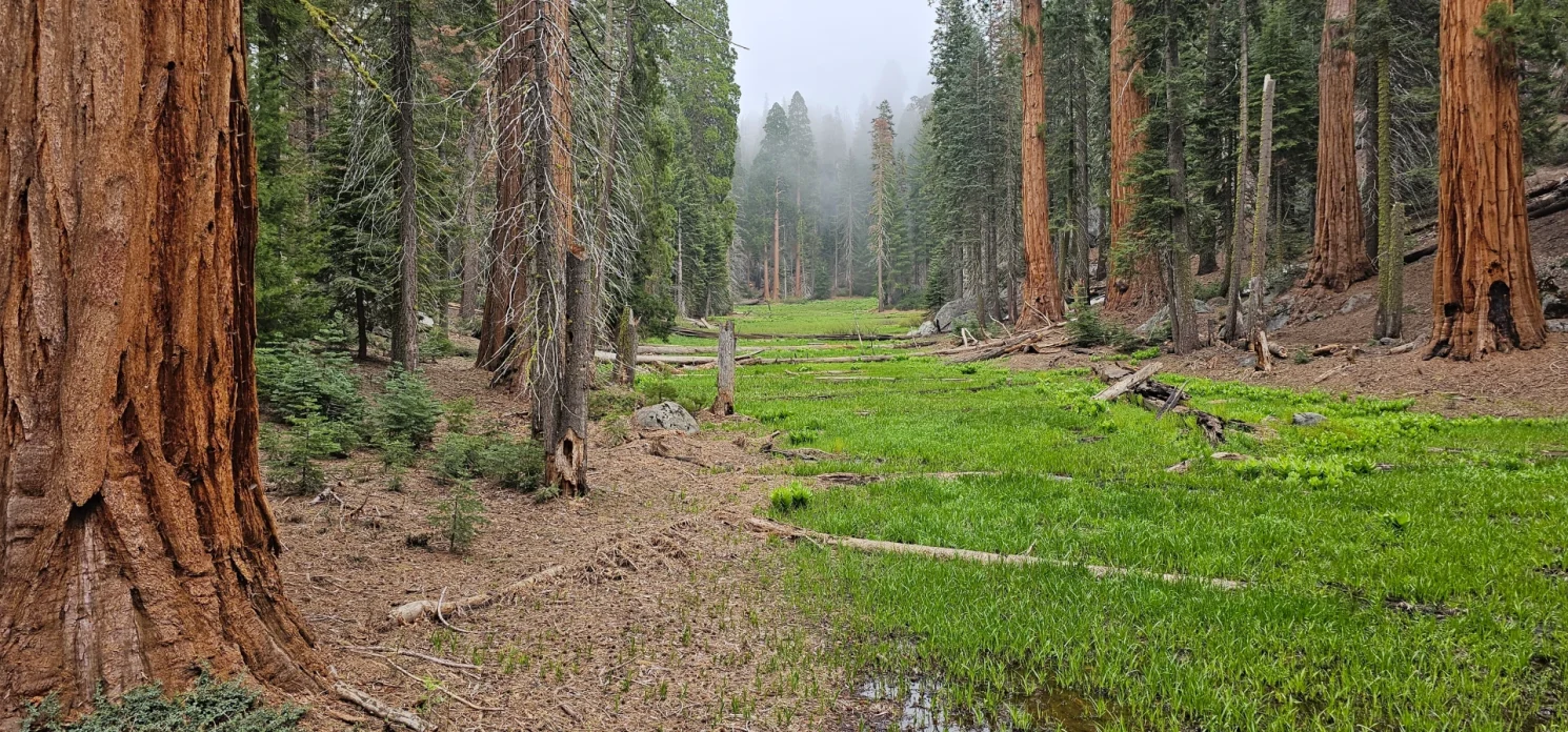 Sequoia NP meadow