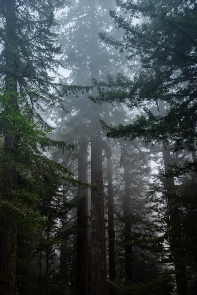 Lady Bird Johnson Grove Trail