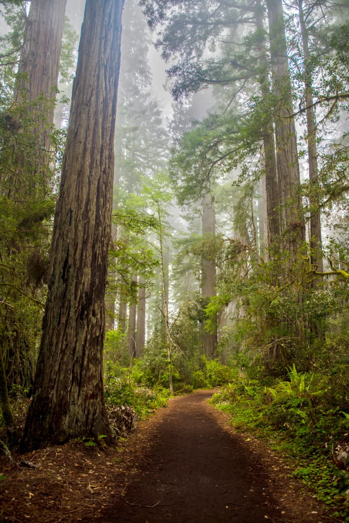 Lady Bird Johnson Grove Trail