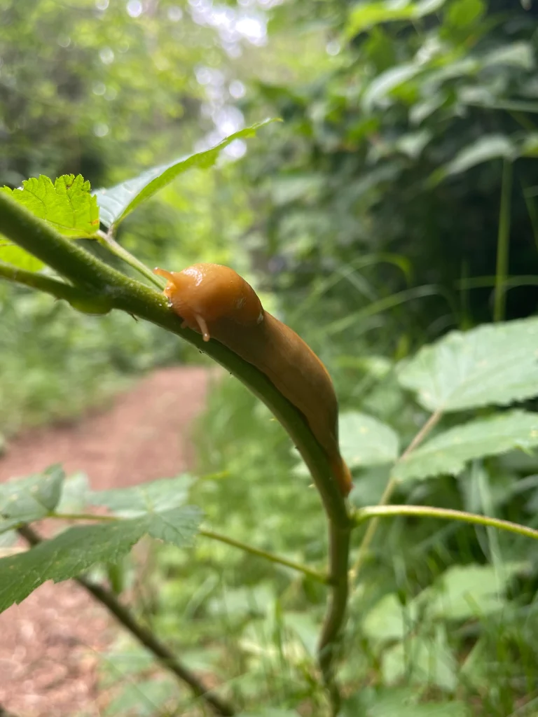 Slug in California Redwoods National Park