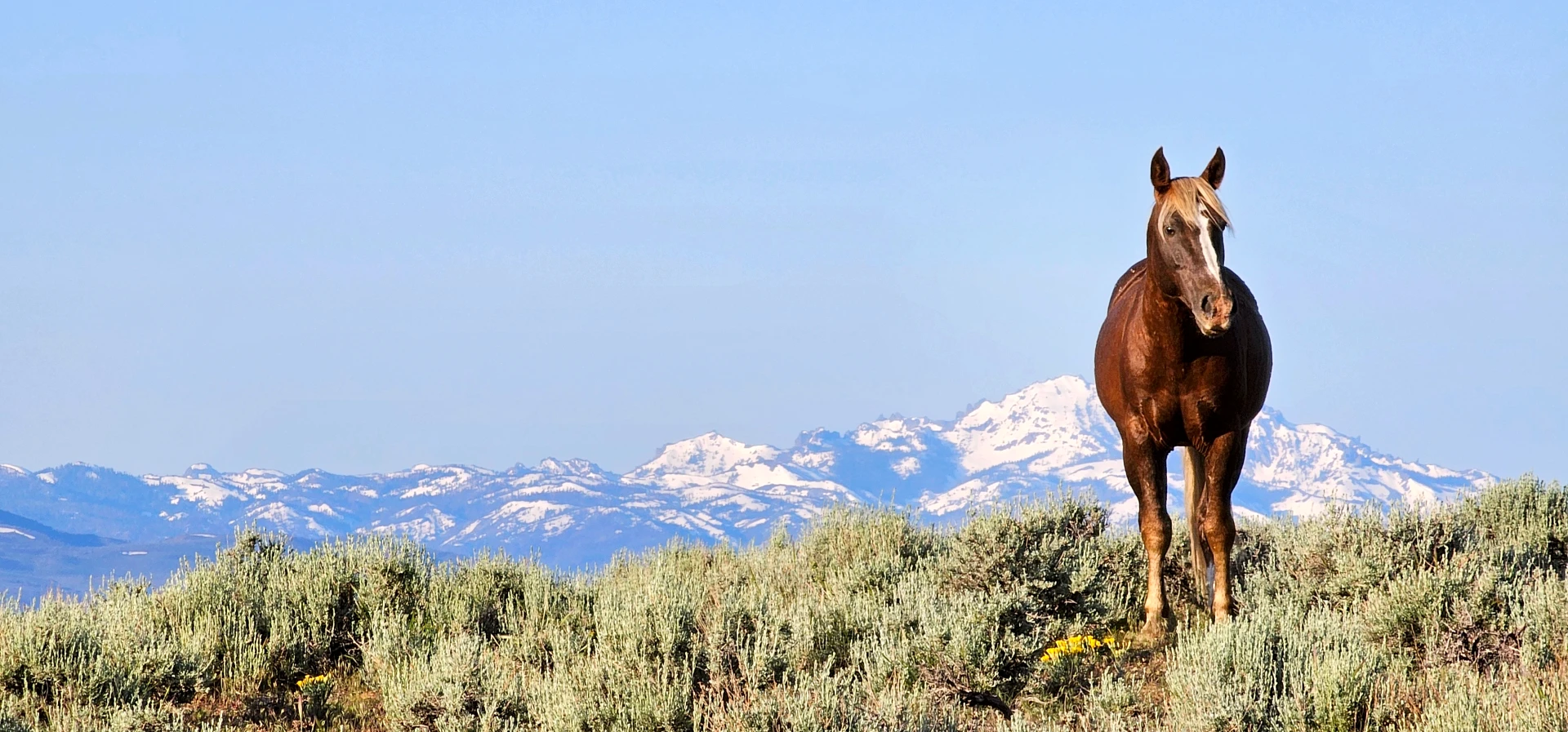 Wild Stallion with snow-capped Sierra in background