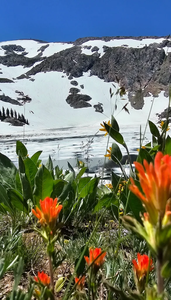 Indian Paintbrush snowy mountain lake