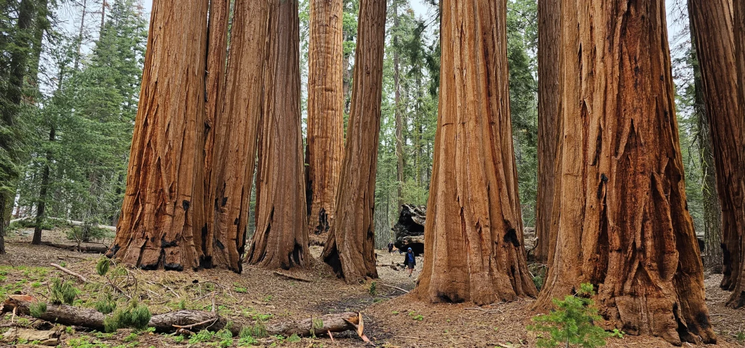 people in sequoia national park