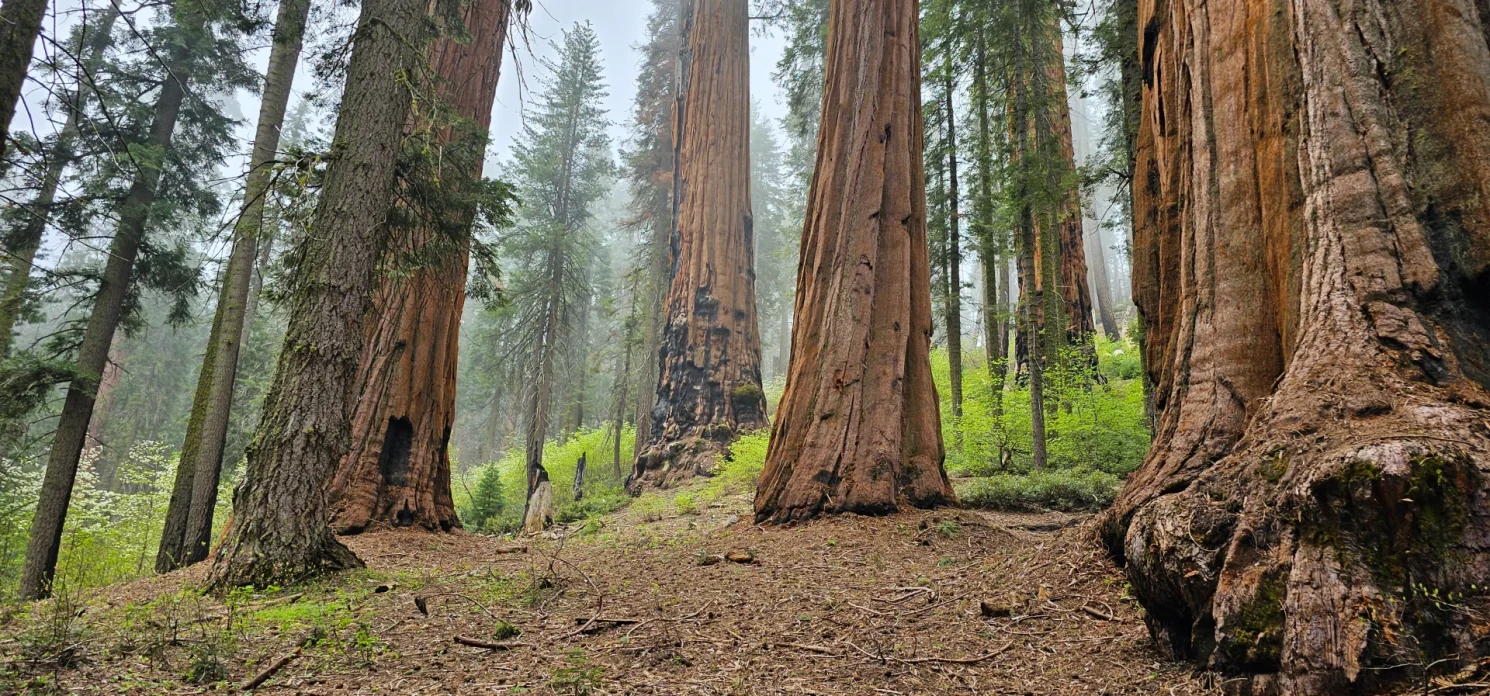 Giant sequoia