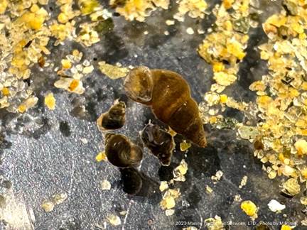 Invasive New Zealand Mudsnails Discovered in Lake Tahoe