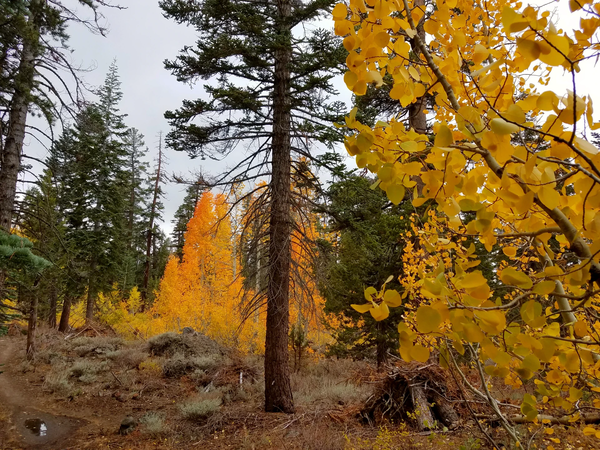 Lake Tahoe Basin Management seeking feedback on Basin Wide Trails Project