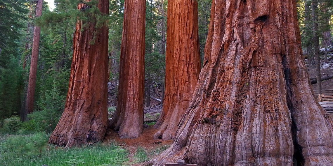 Mariposa Grove