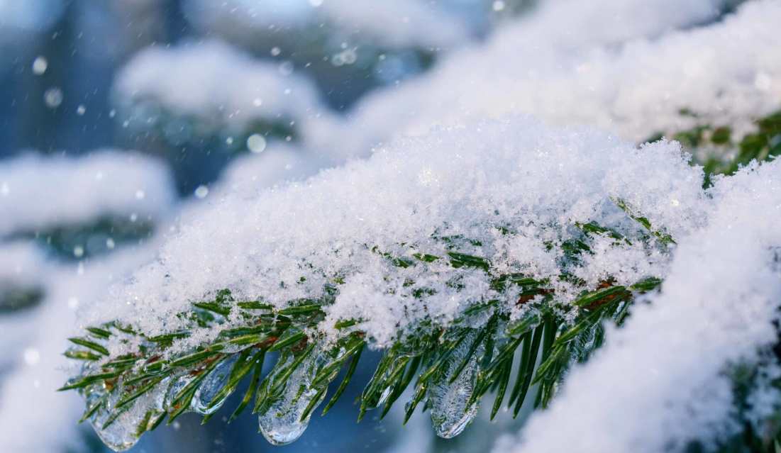 Plumas National Forest Christmas Tree Permits and Scheduled Saturday Sales