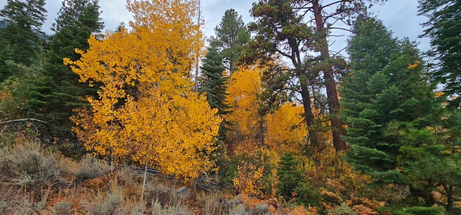 Fall Colors trees Carson Valley