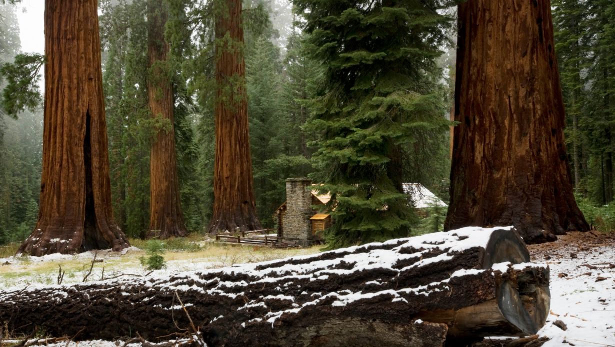 Mariposa Grove cabin winter