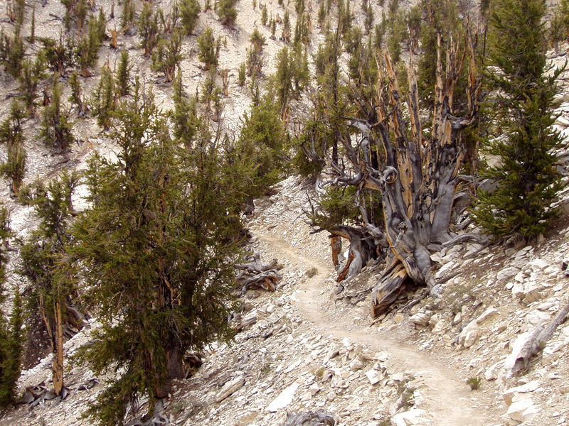 Ancient Bristlecone Forest