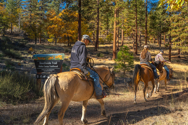 Horses on Bizz Johnson Trail