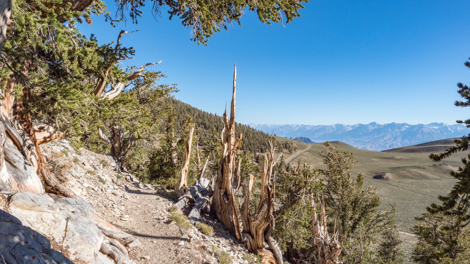 Ancient Bristlecone forest Bishop