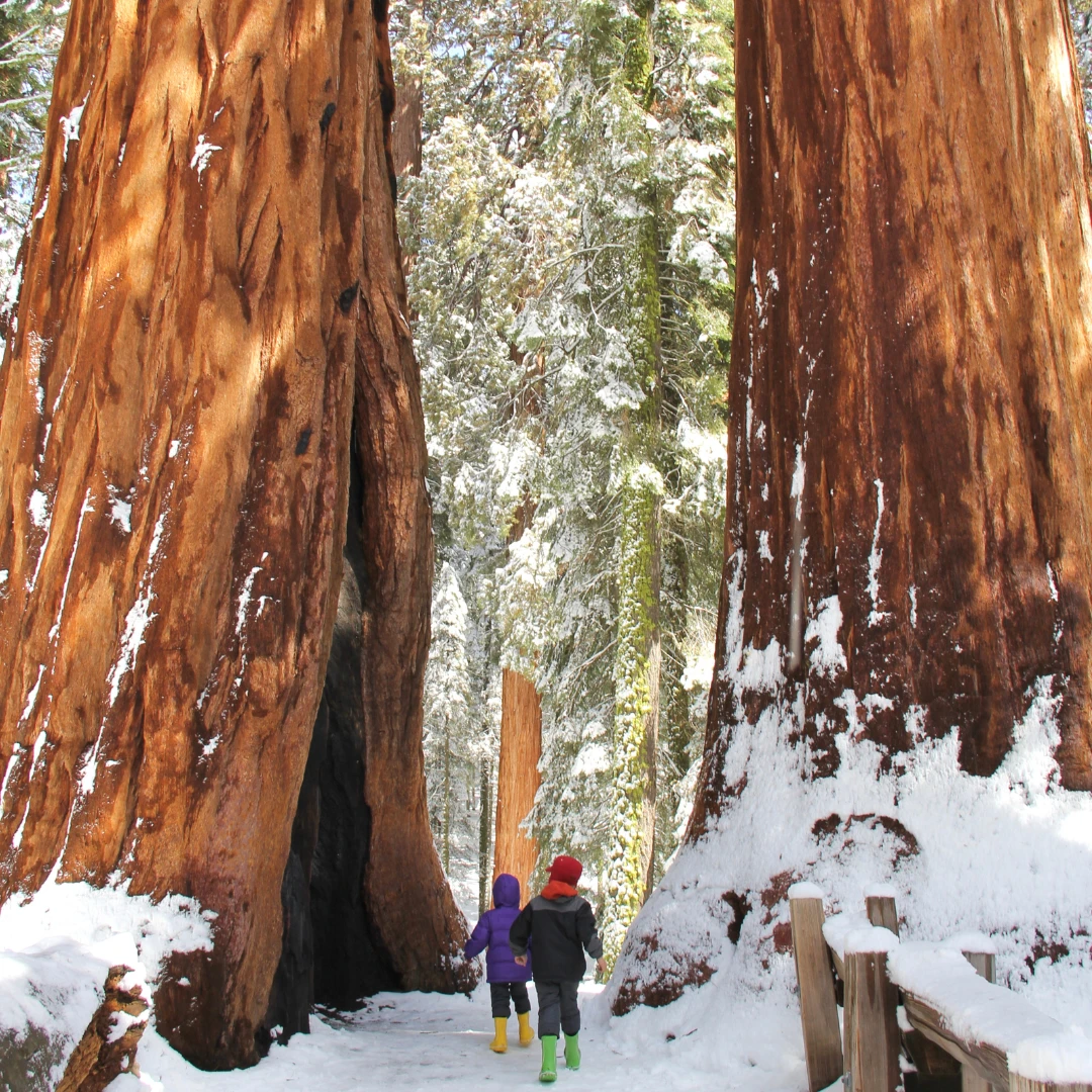Exploring the Majestic Sequoia National Park in Winter