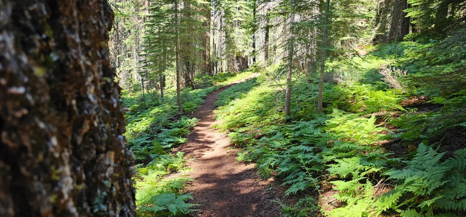 Bucks Lake trail Plumas National Forest