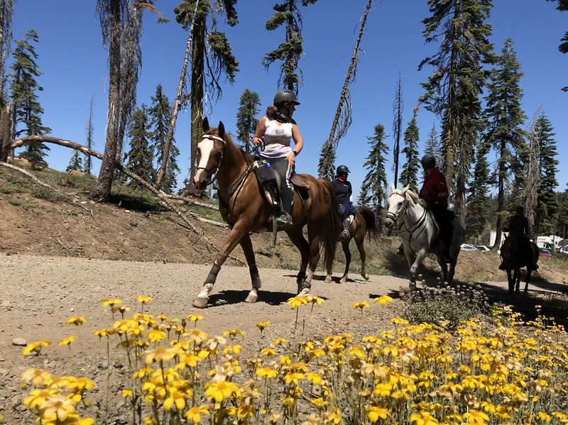 The Tevis Cup: A Legend Forged in Granite