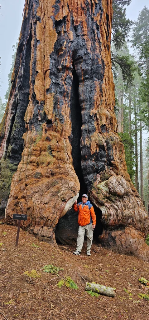 Man in orange coat at base of Lincoln sequoia tree