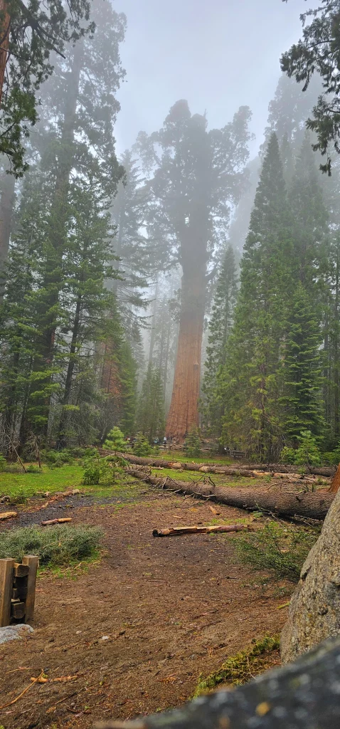 Foggy Sequoia Tree trail image