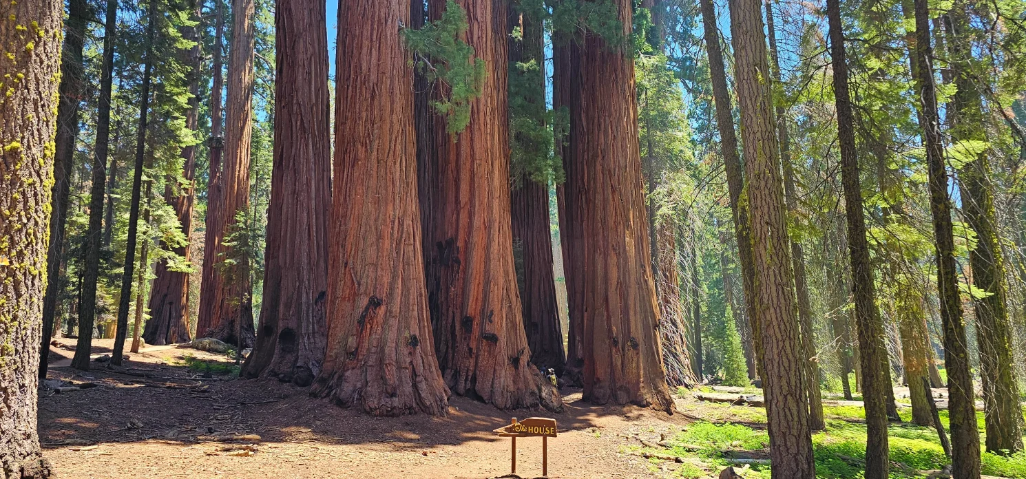 The House grove in sequoia NP