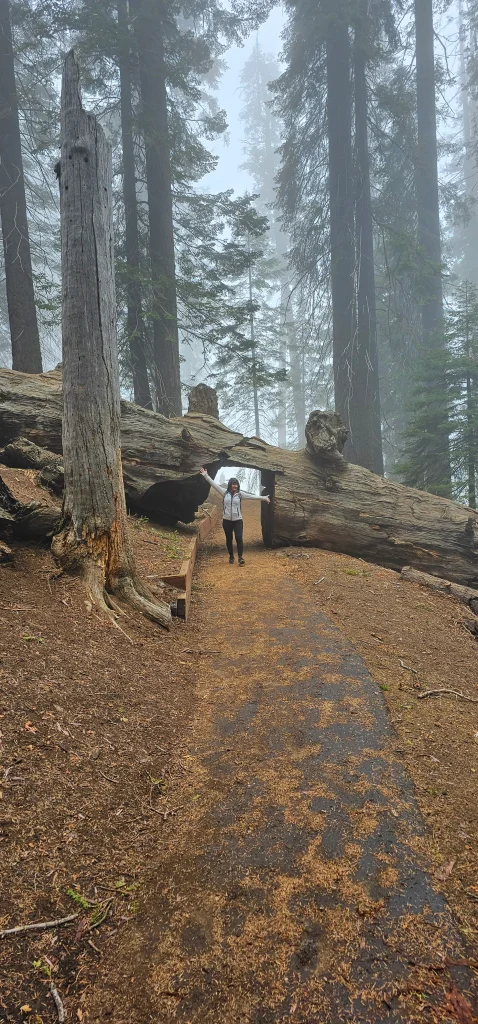 Female Tunnel Sequoia log