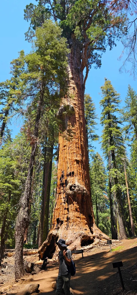Chief Sequoia the Giant Forest