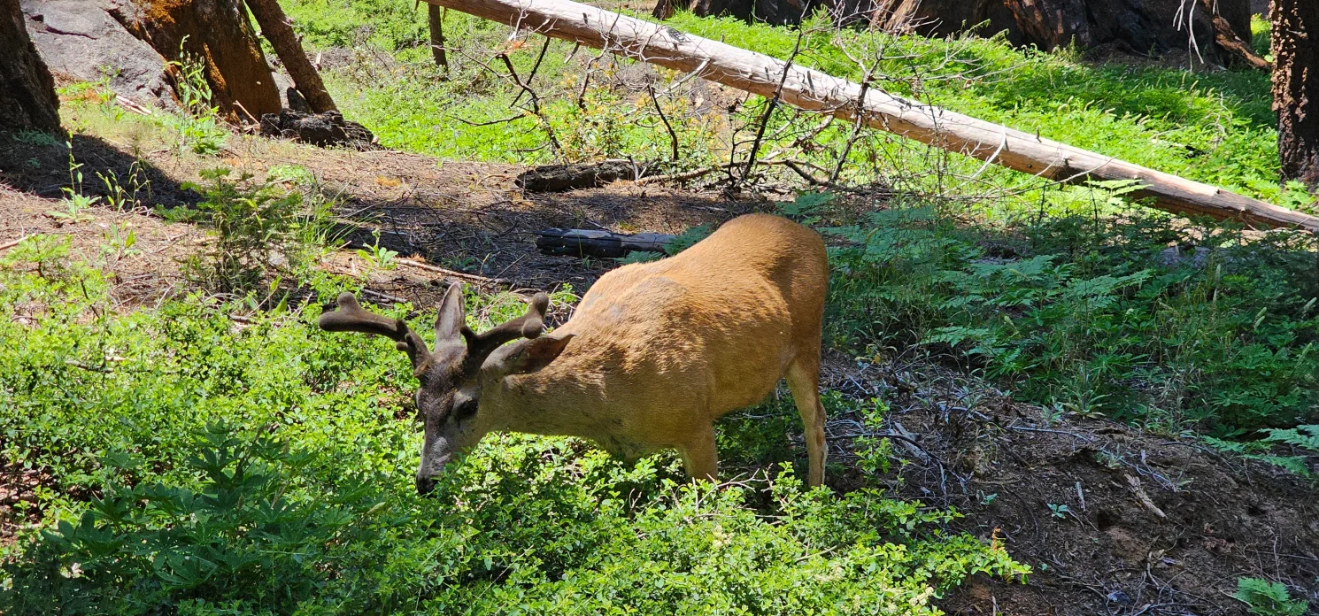 Deer eating in meadow sequoia
