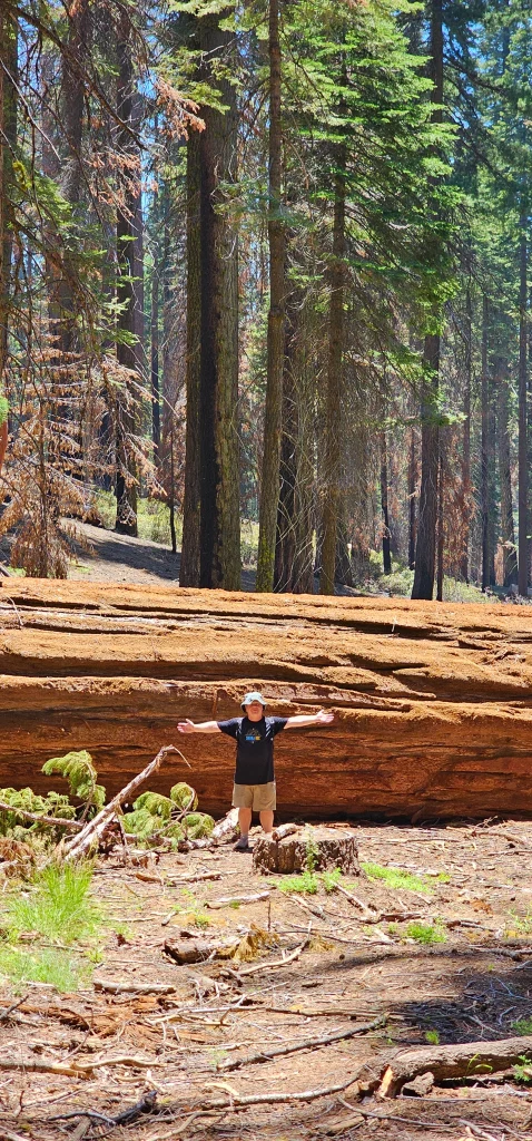 A fallen Giant Sequoia