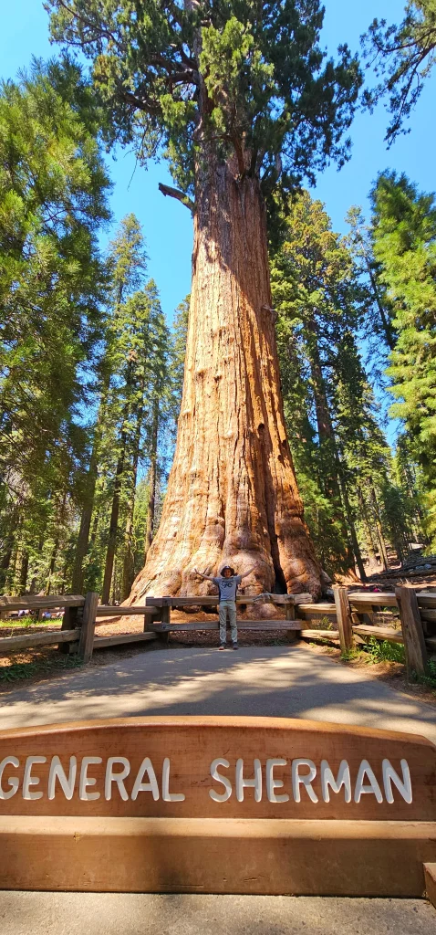 General Sherman Sequoias