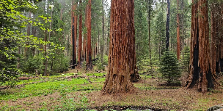 Grove of Young Sequoia