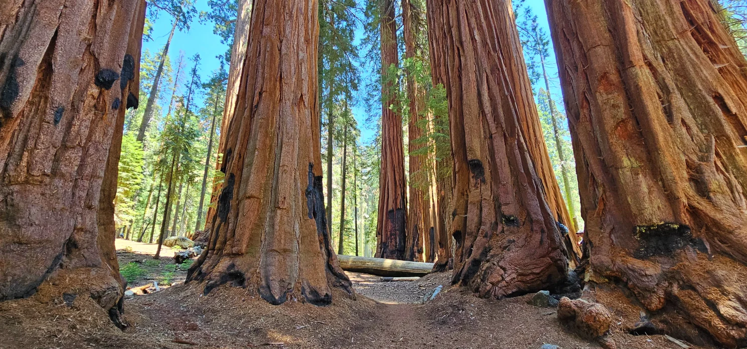 Sequoia Giant Forest Grove