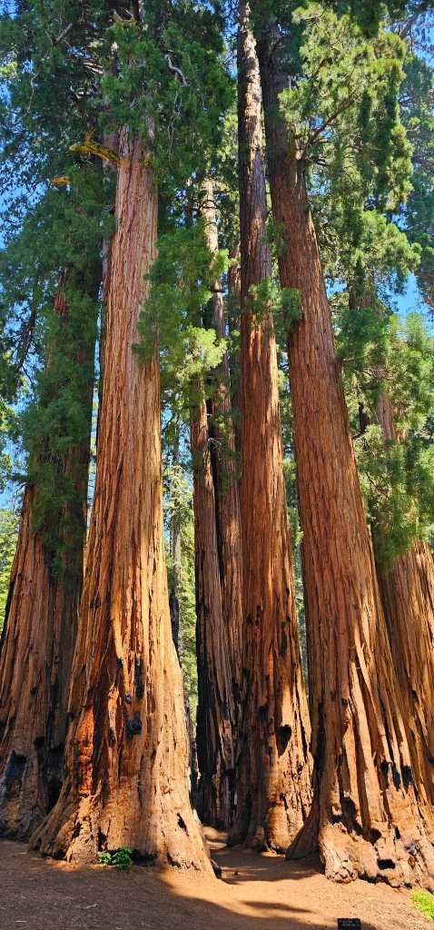Sequoia Giant Forest Grove