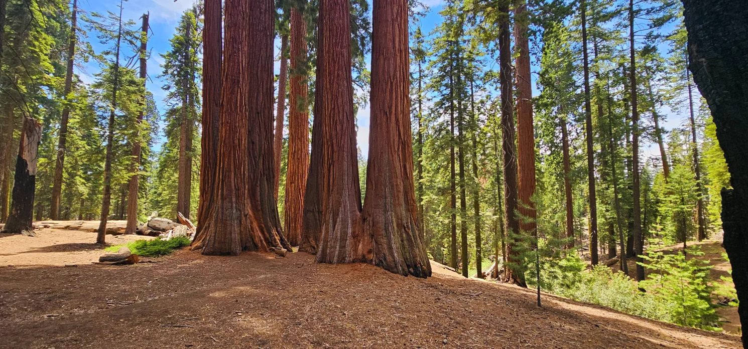 Sequoia Giant Forest Grove