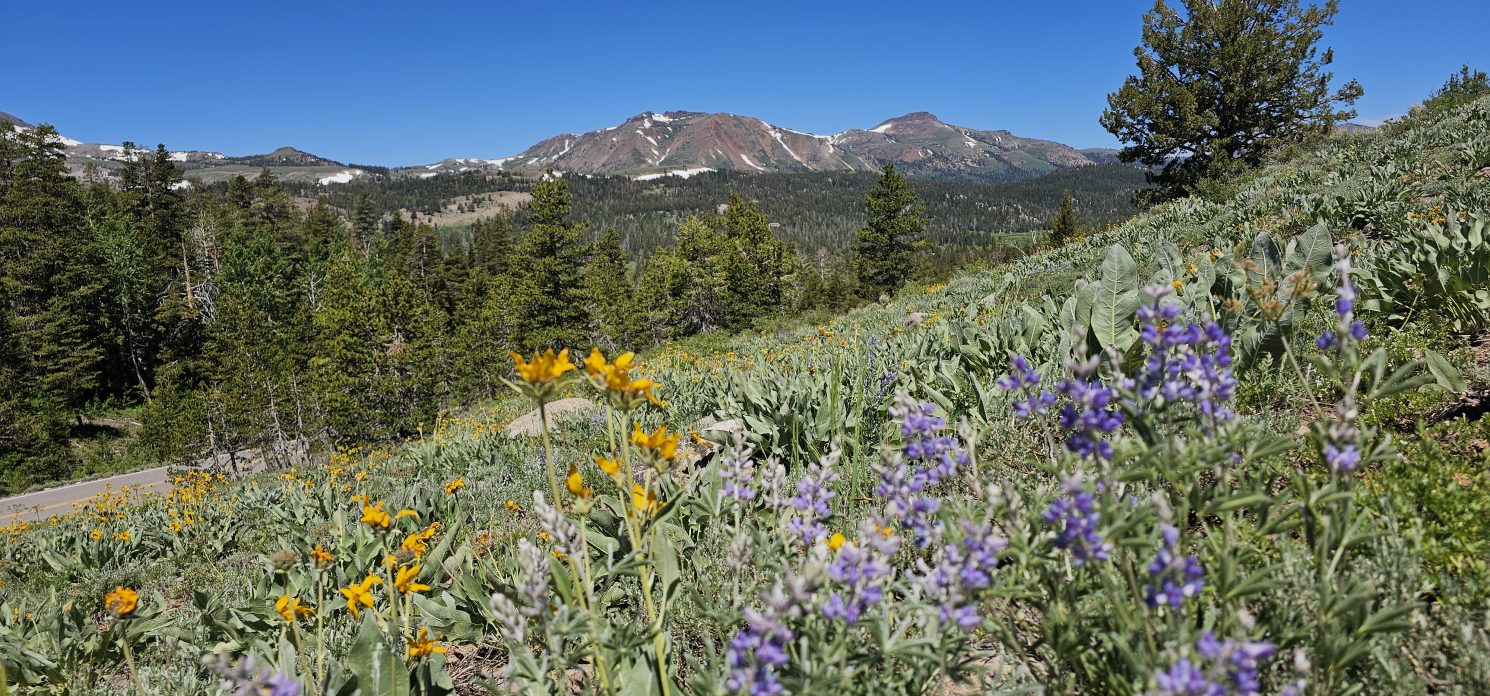 Wildflowers Blue Lake Highway