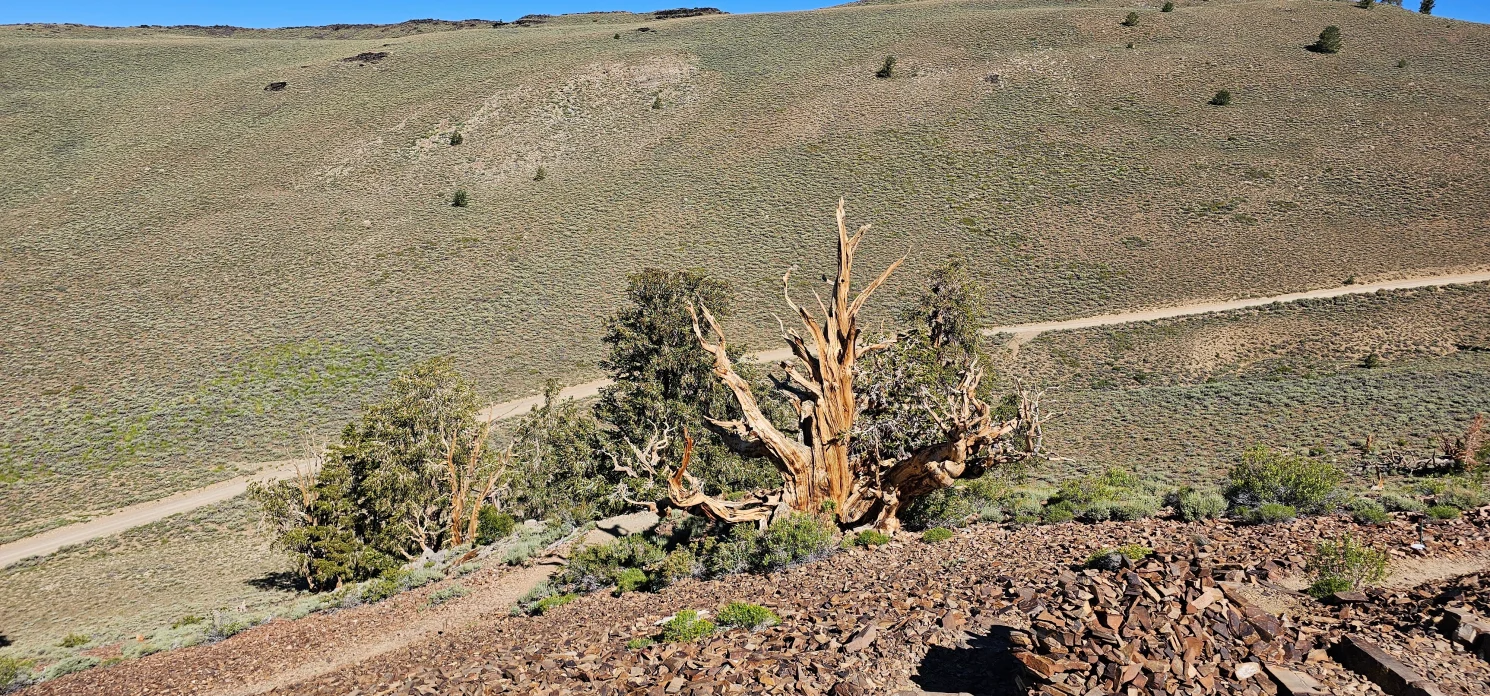 Ancient Bristlecone Forest