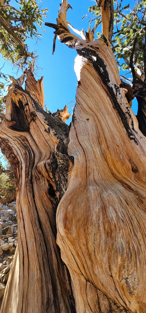 Ancient Bristlecone Forest
