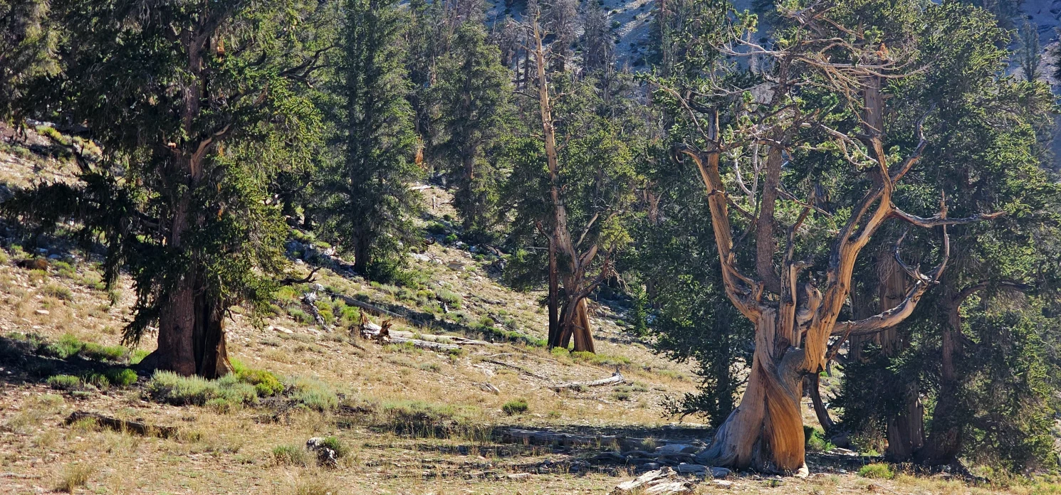 Ancient Bristlecone Forest