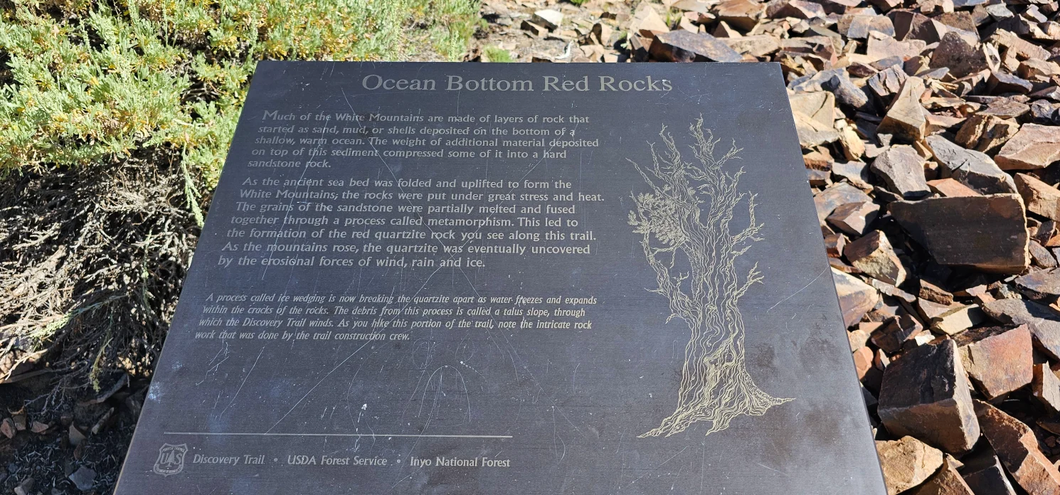 Ancient Bristlecone Forest