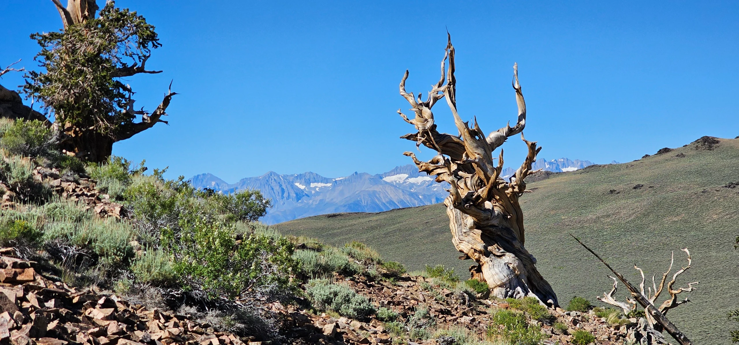 Ancient Giants: A Journey to the Schulman Grove