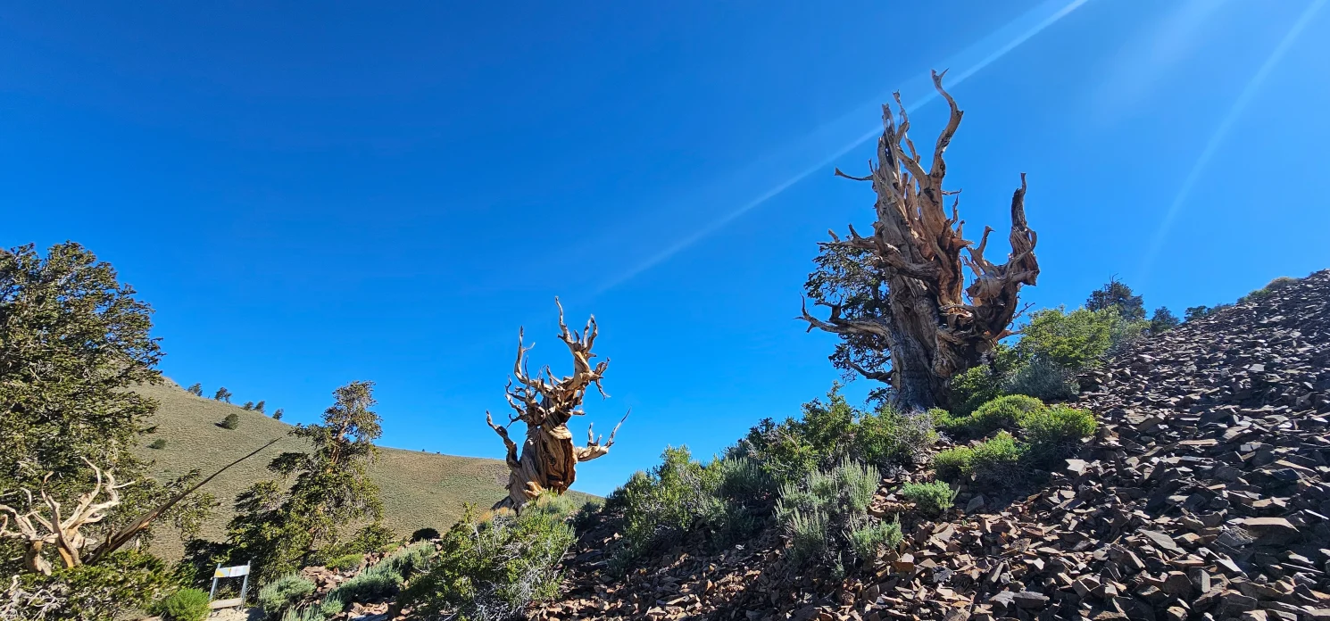 Ancient Bristlecone Forest