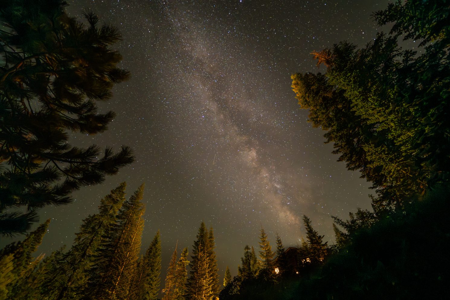 Milky way above the Sequoia trees