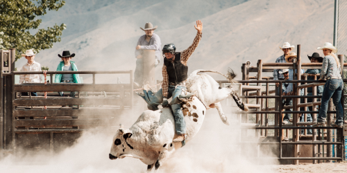 Bull Rider